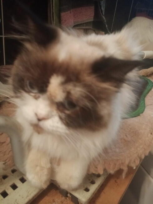 Kochana kotka Ragdoll