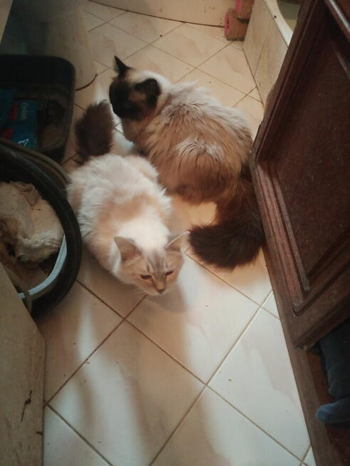 Kocurek Ragdoll reproduktor Rumia