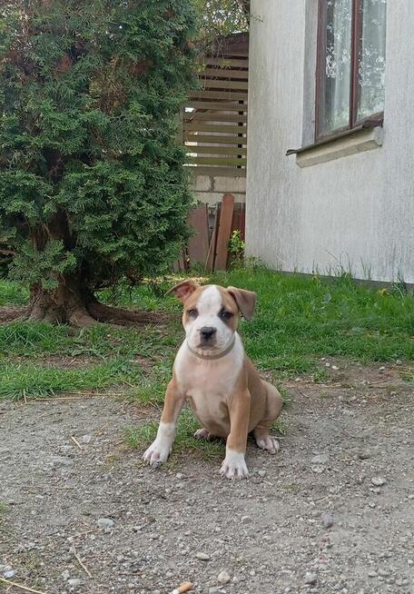 American Staffordshire Terrier