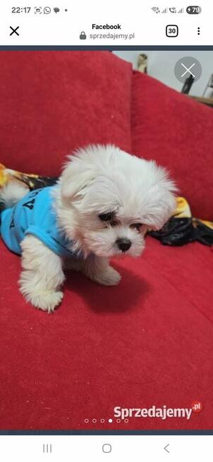 PIĘKNY MALTAŃCZYK SPRZEDAŻ