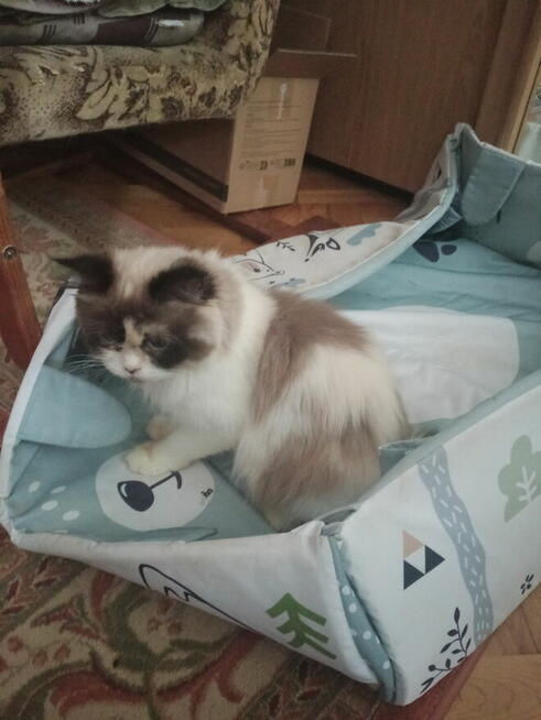 Kochana kotka Ragdoll