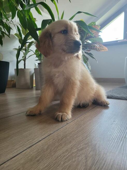 Golden retriever