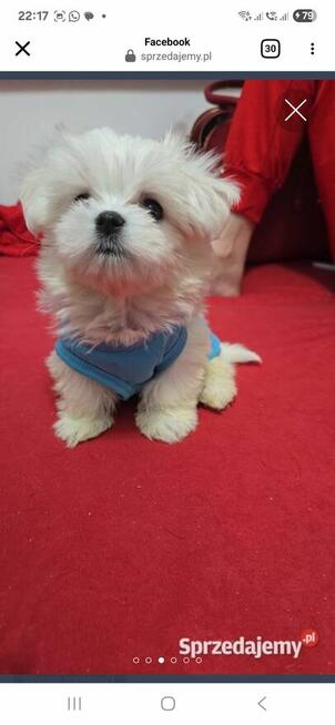 PIĘKNY MALTAŃCZYK SPRZEDAŻ