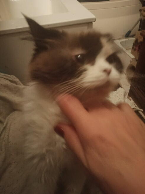 Kochana kotka Ragdoll