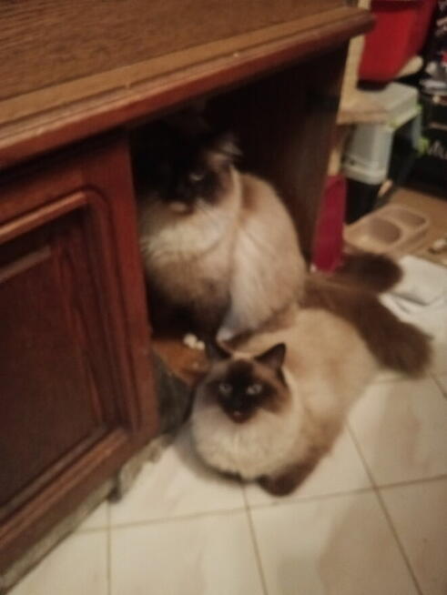 Kochana kotka Ragdoll