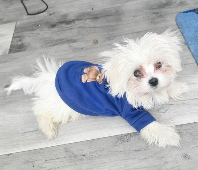 PIĘKNY MALTAŃCZYK SPRZEDAŻ