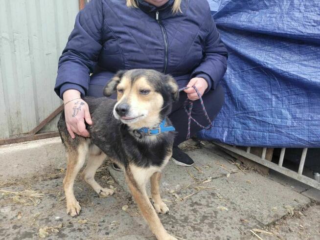 Cichy i niepozorny LESZKO szuka kochającego domu !!