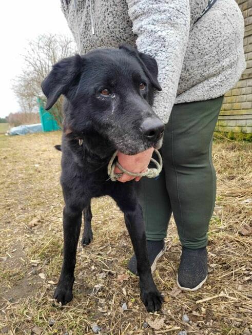 Smutny, przerażony HARRY w typie labradora szuka domu !!