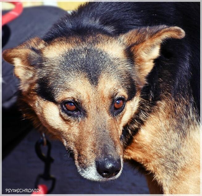 Ares – pies o pięknej duszy – poznaj i adoptuj