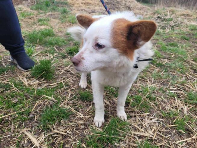 Uroczy MIESZKO szuka kochającego domu !!