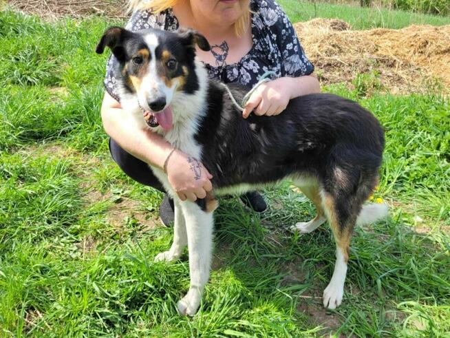 Piękny BOGUŚ w typie owczarka collie szuka domu !!