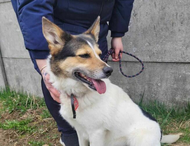 Tęskniąca za człowiekiem MONIA szuka domu !! Do adopcji !!