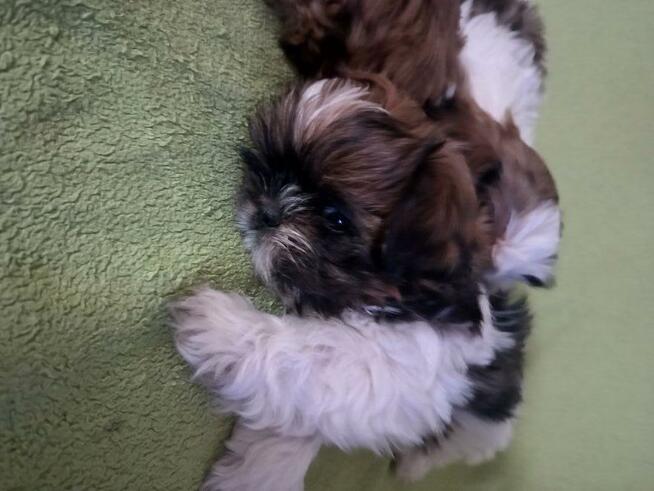 Szczeniak shih tzu