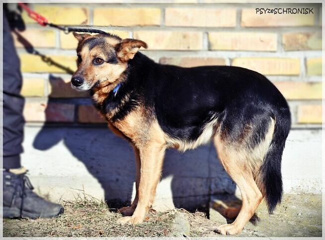 Ares – pies o pięknej duszy – poznaj i adoptuj