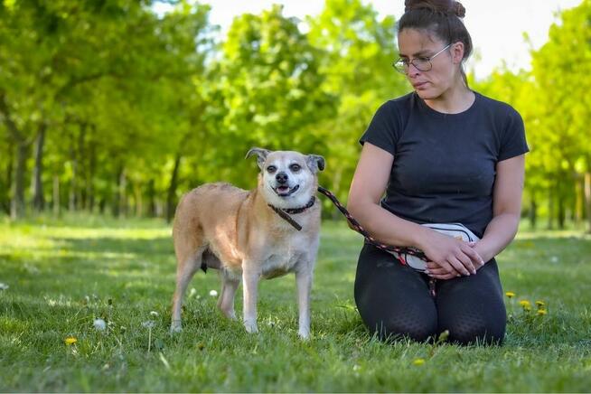 Zuzia-starsza, niechciana suczka czeka na wymarzony dom