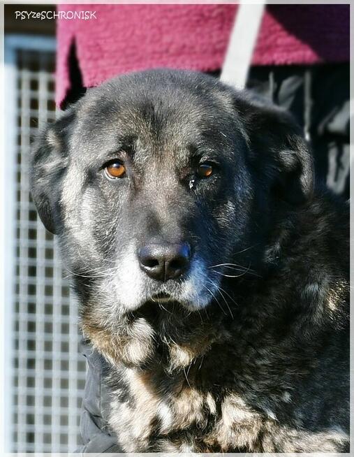 Haps – wielkopies z charakterem – potrzebuje przestrzeni