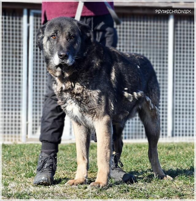 Haps – wielkopies z charakterem – potrzebuje przestrzeni