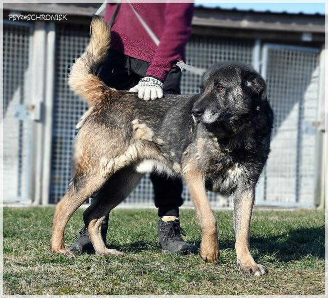 Haps – wielkopies z charakterem – potrzebuje przestrzeni