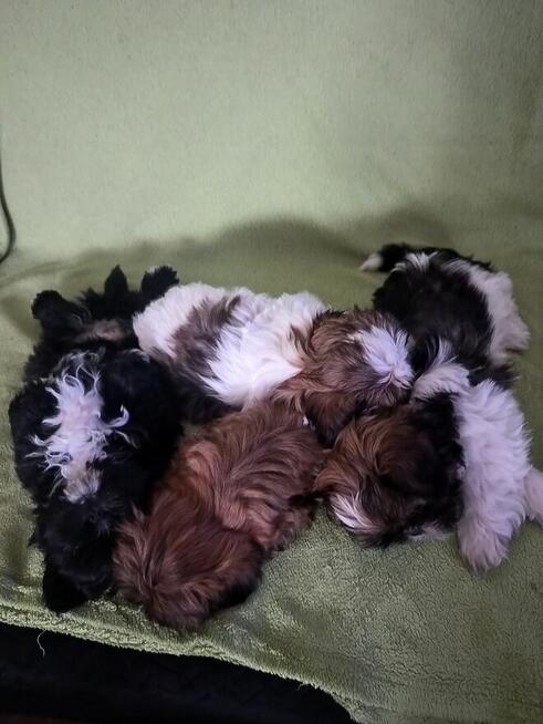 Szczeniak shih tzu