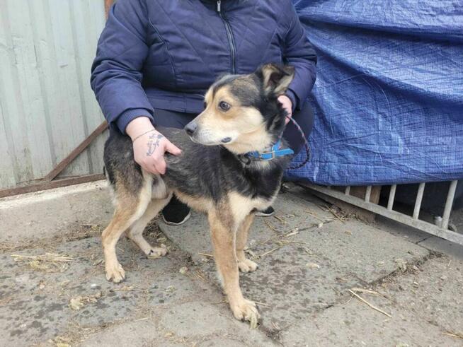 Cichy i pokorny LESZKO szuka kochającego domu !!