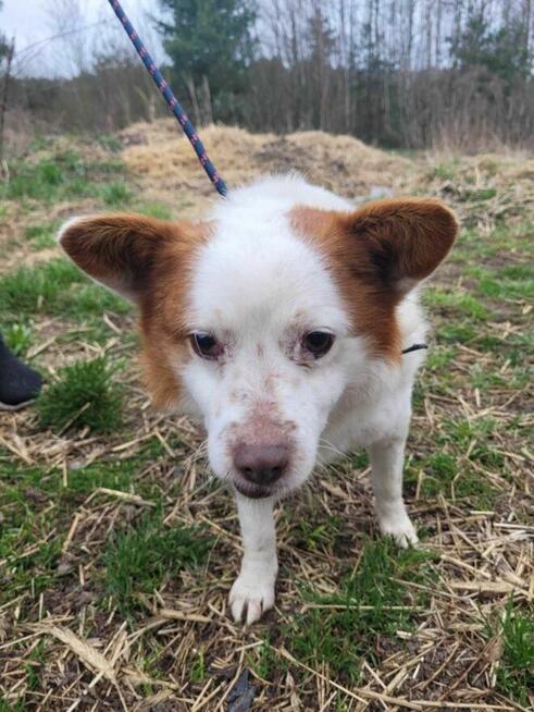 Uroczy MIESZKO szuka kochającego domu !!