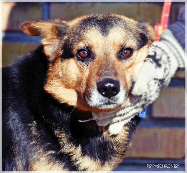 Ares – pies o pięknej duszy – poznaj i adoptuj