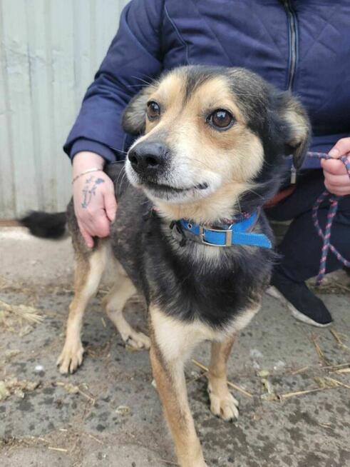 Cichy i pokorny LESZKO szuka kochającego domu !!