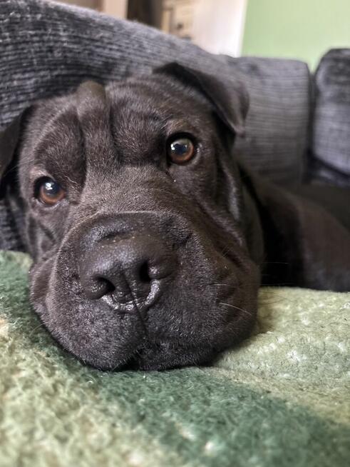 Oddam pieska w typie sharpei