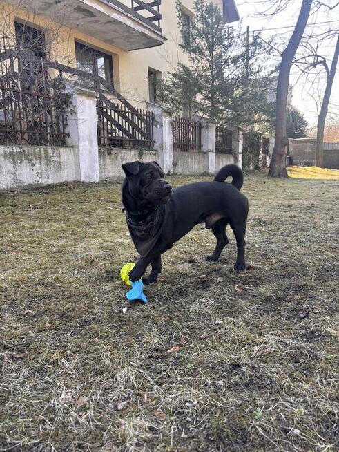 Oddam pieska w typie sharpei