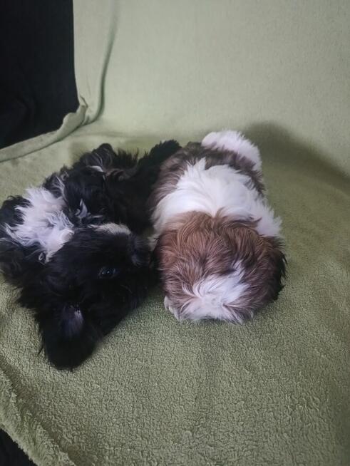Szczeniak shih tzu
