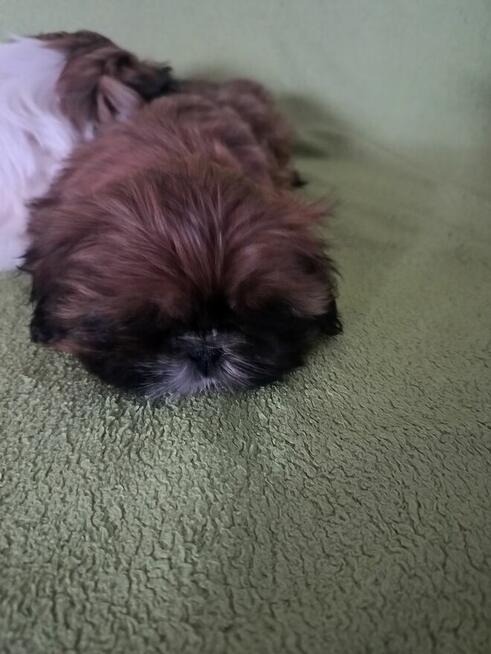 Szczeniak shih tzu