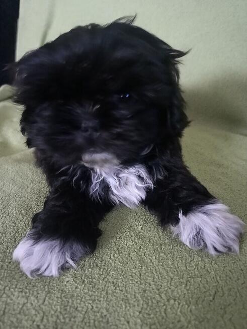 Szczeniak shih tzu