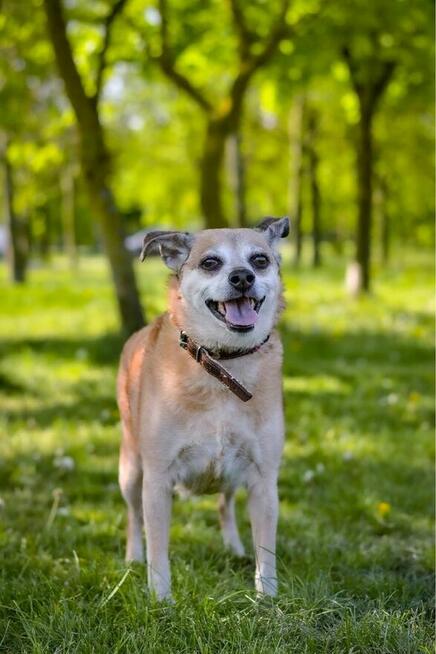 Zuzia-starsza, niechciana suczka czeka na wymarzony dom
