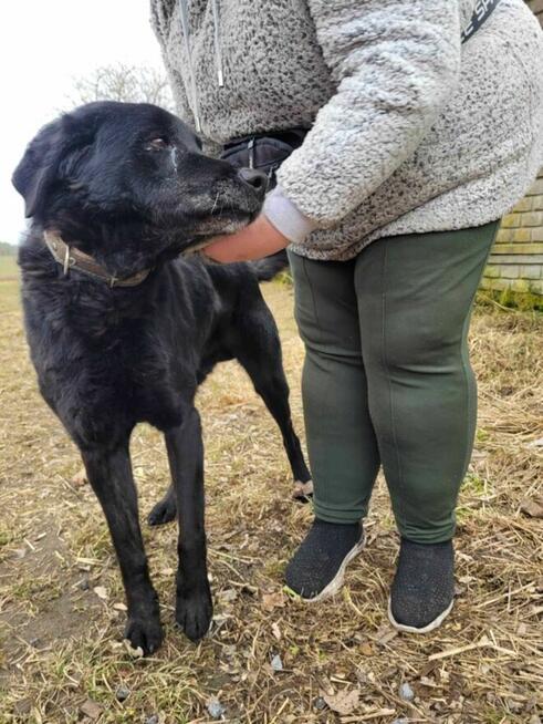 Smutny, przerażony HARRY w typie labradora szuka domu !!