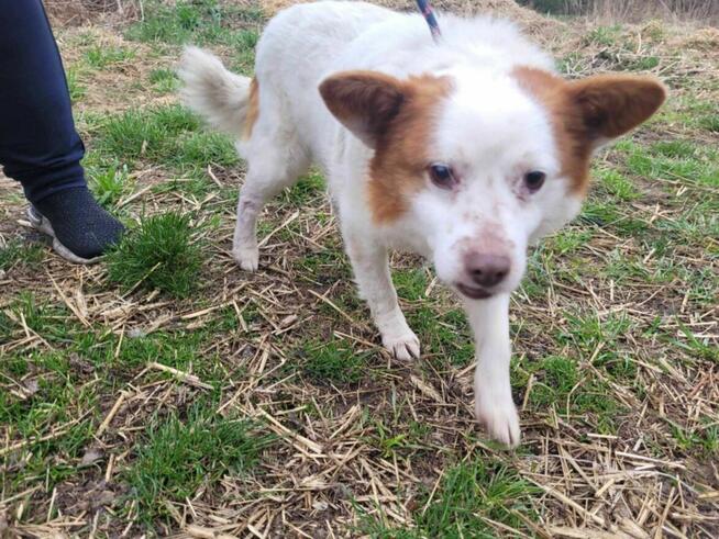 Cudny MIESZKO szuka kochającego domu !!