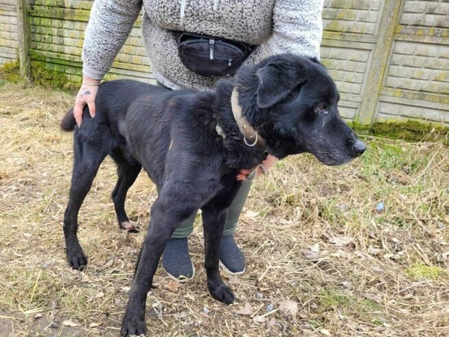 Smutny, przerażony HARRY w typie labradora szuka domu !!