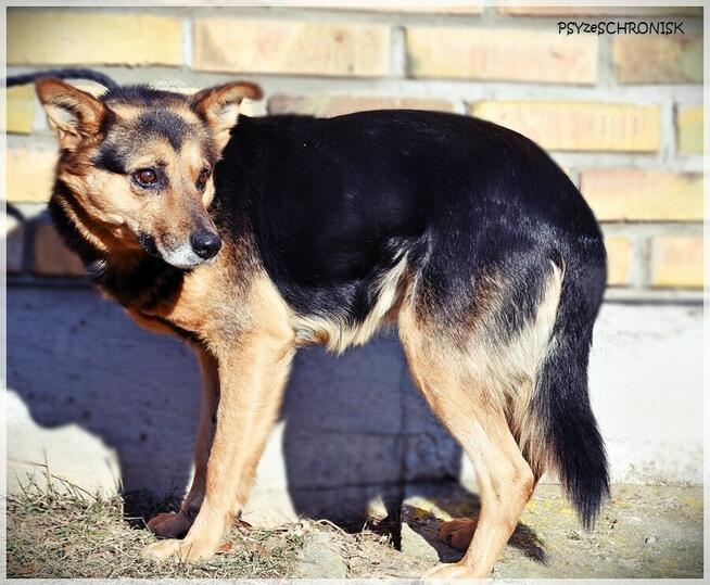 Ares – pies o pięknej duszy – poznaj i adoptuj