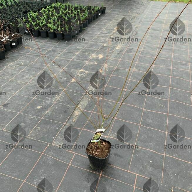 Klon palmowy ‘Summer Gold’ – barwna ozdoba ogrodu