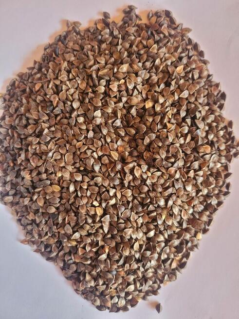 Gryka - sprzedaż hurtowa