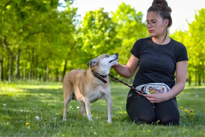 Zuzia-starsza, niechciana suczka czeka na wymarzony dom