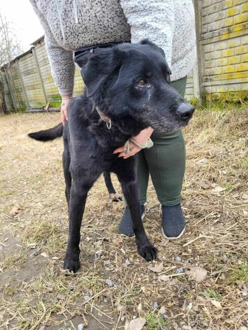 Smutny, przerażony HARRY w typie labradora szuka domu !!