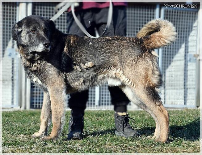 Haps – wielkopies z charakterem – potrzebuje przestrzeni