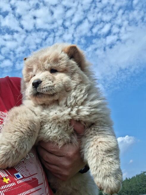 Sprzedam Chow Chow szczeniaki