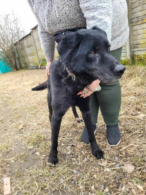 Smutny, porzucony HARRY w typie labradora szuka domu !!