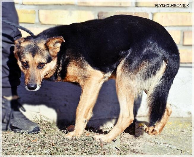 Ares – pies o pięknej duszy – poznaj i adoptuj