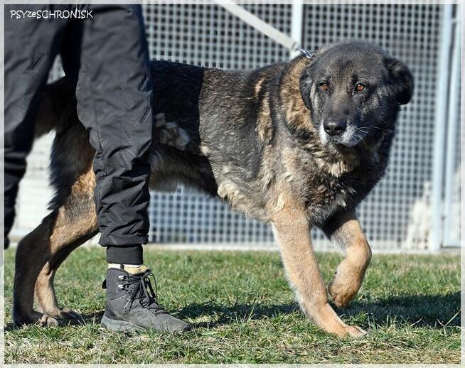 Haps – wielkopies z charakterem – potrzebuje przestrzeni