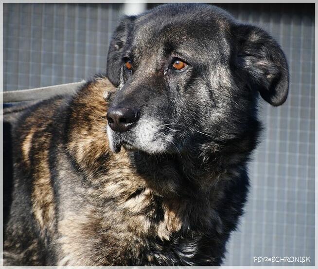 Haps – wielkopies z charakterem – potrzebuje przestrzeni