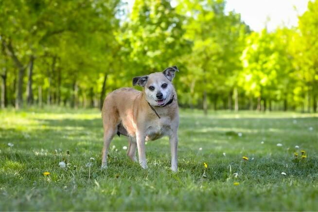 Zuzia-starsza, niechciana suczka czeka na wymarzony dom