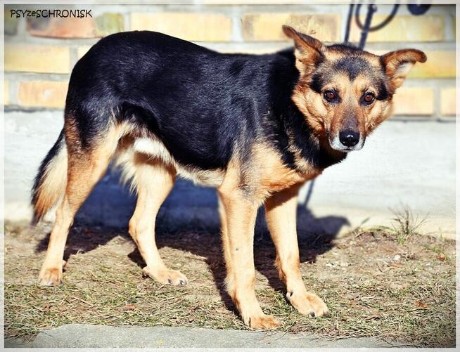 Ares – pies o pięknej duszy – poznaj i adoptuj