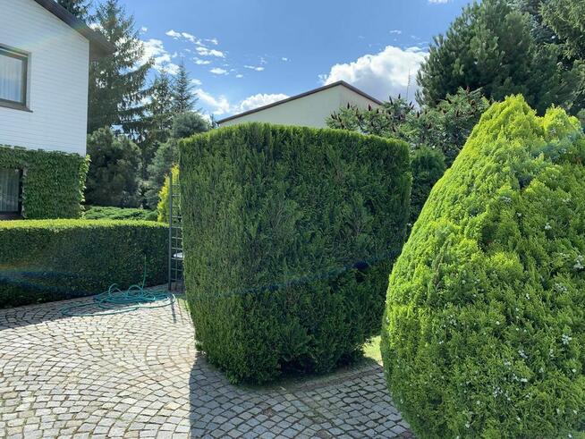 Koszenie trawy, przycinanie żywopłotów, wycinka drzew